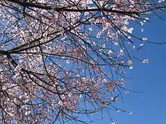 Peach blossoms in full bloom.