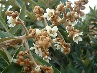 Loquat in flower: This is a cultivar intended for home growing, where the flowers open gradually, resulting in fruit also ripening gradually.