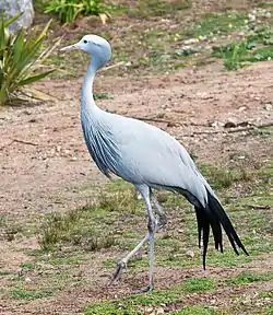 Tsolwana Nature Reserve is home to the blue crane.