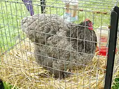 Blue Cochin hen