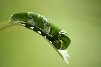 Caterpillar