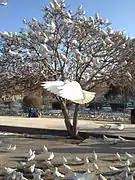 White Pigeons in the courtyard by the Blue Mosque.