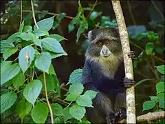 Blue monkey (Cercopithecus mitis), Arusha National Park (2015)