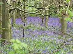 Bluebells in Colonel's Covert