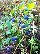 Bilberries on the branches of a bush