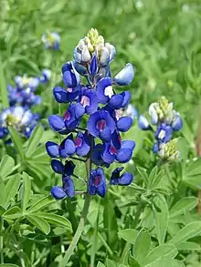 Texas Bluebonnet, Texas, United States