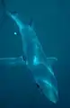 Blue shark (Prionace glauca)