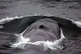 Endangered blue whale, the largest living animal