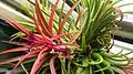 Tillandsia ionantha with bright-coloured foliage during full bloom. Some foliage has a light, silver dusting which can be easily scratched off