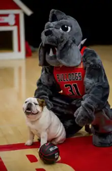 Costumed bulldog mascot with basketball uniform is petting live English bulldog