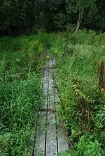 Boardwalk at the Shivering Sands Preserve