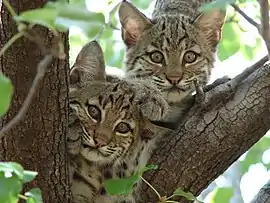 Bobcat (Lynx rufus)