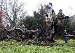 The dwarf beech, once the oldest tree in Bochum