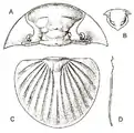 Schematic Trilobite Bojoscutellum paliferum (Beyrich, 1845). A) cephalon  B) hypostome  C) pygidium  D) width of pygidium