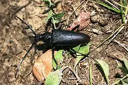 Great capricorn beetle