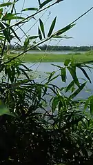Bolgoda Lake captured through bamboo plants