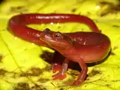 Bolitoglossa cathyledecae in Chiriquí Province, Panama