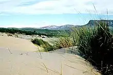 grass-like plants growing in deep sand drifts with bluffs in the distance