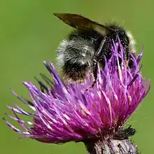 Bombus sylvestris