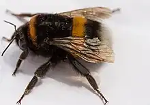 Buff-tailed bumblebee Bombus terrestris