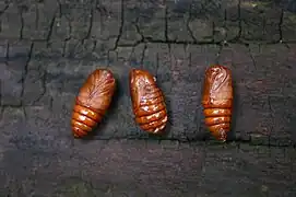 Pupae