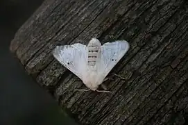 Adult moth