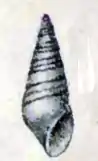Drawing of a shell specimen of Boonea bisuturalis, by G. W. Tryon.