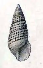 Drawing of a shell specimen of Boonea impressa.