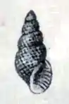 Drawing of a shell specimen of Boonea seminuda.