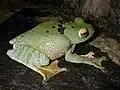 Image 9White-lipped bright-eyed frog, Boophis albilabris, Mantellidae, Madagascar (from Tree frog)