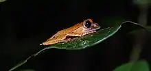 orange frog with darker snout and large, brown eyes sits on a dark green leaf, on a black background