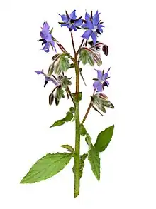 High resolution scan of a Borage stem