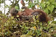 Orangutan lying on its back in a nest