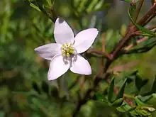 Boronia flowers are almost always four petaled. This is a five petaled flower of Boronia imlayensis