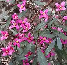 Boronia fraseri