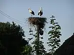 The Stork Nest, Borzna