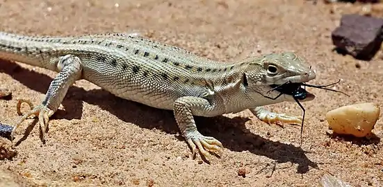 Juvenile A. boskianus eating an insect