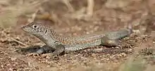 A male from United Arab Emirates