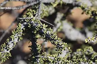 subsp. foetida,foliage