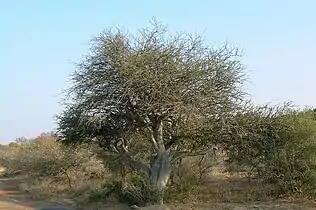 subsp. rehmanniana, habit at Pilanesberg