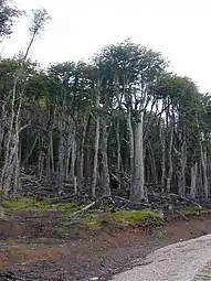 Lenga forest, Aysén Region, Chile