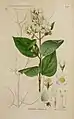 botanical illustration of Philadelphus cordifolius (mock orange) and its parts