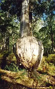 Eucalyptus cypellocarpa at The Gap Scenic Reserve, Australia