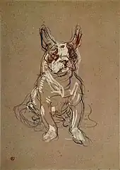 Sketch of a French bulldog sitting on its hind legs