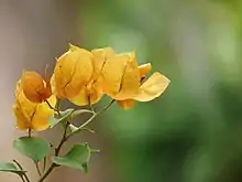 Bougainvillea glabra with yellow bracts