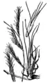 Bouteloua eriopoda (black grama)