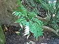 Bowenia spectabilis at Mossman Gorge, Queensland, Australia