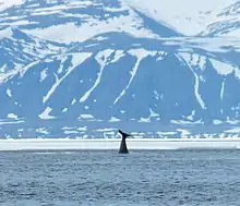 Bowhead whale off Baffin Island