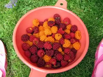 Colander of salmonberries