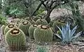 Boyce Thompson Arboretum, Cactus Garden